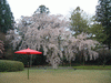醍醐寺の桜(18)／三宝院