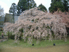 醍醐寺の桜(19)／三宝院