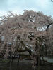 醍醐寺の桜(20)／三宝院
