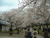 醍醐寺の桜(21)／霊宝館前の道