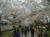 醍醐寺の桜(22)／霊宝館前の道