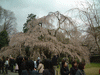 醍醐寺の桜(27)／霊宝館