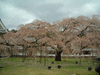 醍醐寺の桜(30)／霊宝館