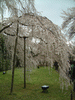 醍醐寺の桜(33)／霊宝館