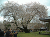 醍醐寺の桜(36)／霊宝館