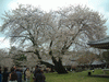 醍醐寺の桜(37)／霊宝館