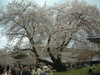 醍醐寺の桜(38)／霊宝館