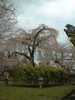 醍醐寺の桜(39)／霊宝館