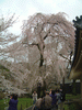 醍醐寺の桜(40)／霊宝館