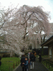 醍醐寺の桜(41)／霊宝館
