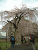 醍醐寺の桜(42)／霊宝館
