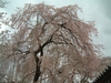 醍醐寺の桜(43)／霊宝館