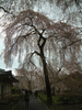 醍醐寺の桜(44)／霊宝館