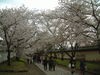 醍醐寺の桜(23)／霊宝館前の道