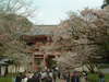醍醐寺の桜(48)／下醍醐への参道