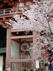 醍醐寺の桜(49)／仁王門