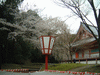 醍醐寺の桜(53)／金堂