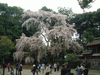 醍醐寺の桜(55)