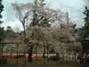醍醐寺の桜(56)／五重塔
