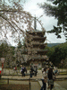醍醐寺の桜(57)／五重塔