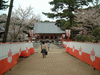 醍醐寺の桜(58)／金堂