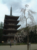 醍醐寺の桜(59)／五重塔