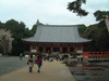 醍醐寺の桜(61)／金堂