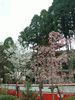醍醐寺の桜(62)／五重塔