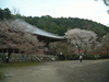 醍醐寺の桜(63)／大講堂