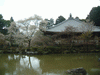 醍醐寺の桜(66)／大講堂と弁天池