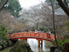 醍醐寺の桜(67)／弁天池