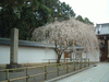 醍醐寺の桜(69)