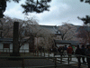 醍醐寺の桜(71)