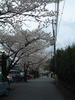 毘沙門堂へ向かう道から見える桜