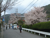 毘沙門堂へ向かう道から見える桜(2)