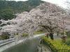 山科疏水の桜(1)