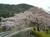 山科疏水の桜(2)