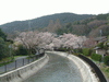 山科疏水の桜(3)