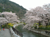 山科疏水の桜(4)