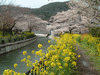 山科疏水の桜(7)／菜の花と共に