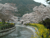 山科疏水の桜(9)／菜の花と共に