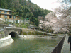 山科疏水の桜(12)