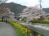 山科疏水の桜(13)／菜の花と共に