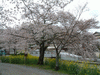 山科疏水の桜(14)／菜の花と共に