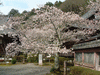 毘沙門堂(19)／境内の桜