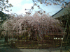毘沙門堂(16)／しだれ桜