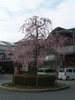 山科駅前のしだれ桜(2)