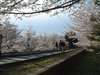 インクラインの桜(4)