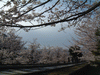 インクラインの桜(5)