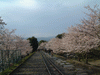 インクラインの桜(8)